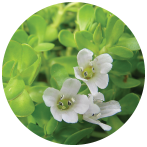 Bacopa-Monnieri