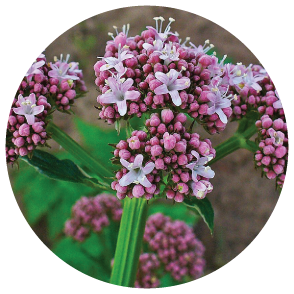 Valeriana Image
